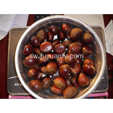 Fresh Dandong bora Chestnut